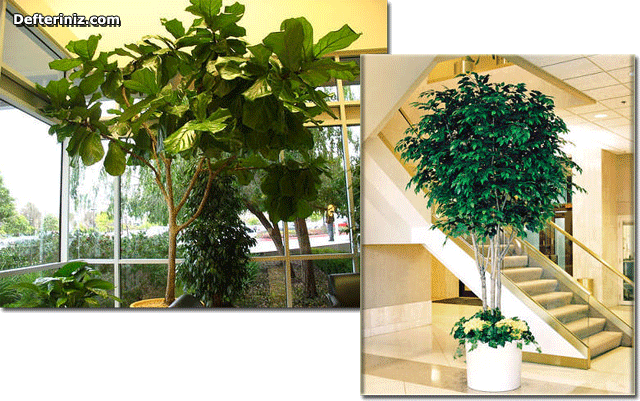 Ficus bitkisinin kullanıldığı ortamlar.
