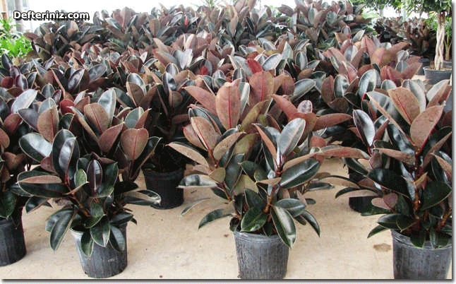 Ficus bitkisinin yetişme ortamı.