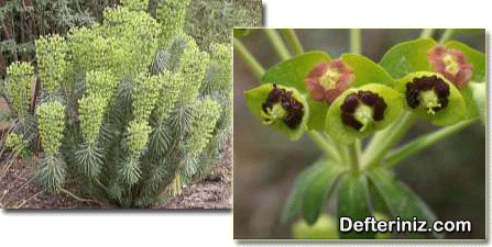 Euphorbia characias.