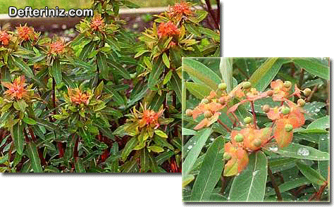 Euphorbia griffithii.