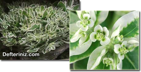 Euphorbia marginata.