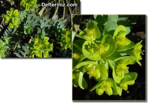 Euphorbia myrsinites.