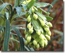 Euphorbia wulfenii.