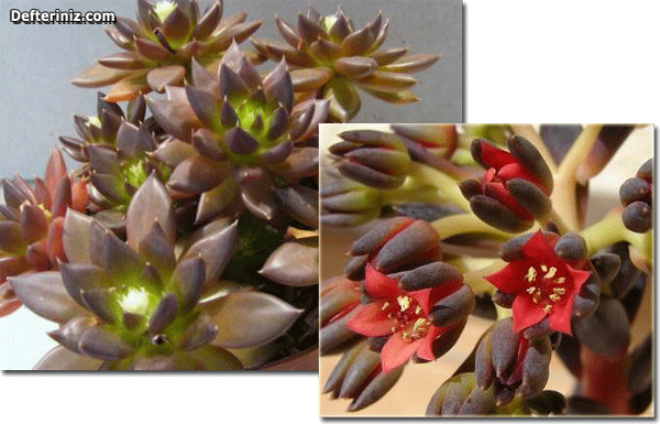 Echeveria affinis.