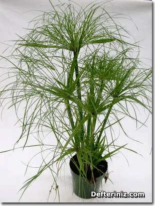 Cyperus papyrus.