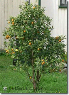 Kumquat ağacı.