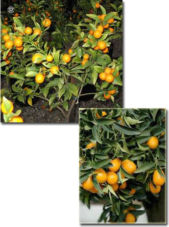 Citrus fortunella margarita.