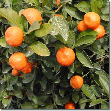 Citrus fortunelle microcarpa.