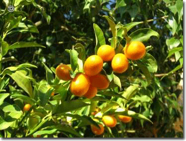 Citrus fortunelle japonica.