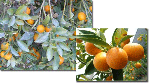 Citrus fortunella crassifolia.