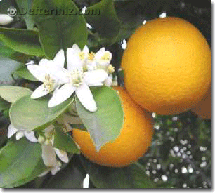 Citrus aurantium.
