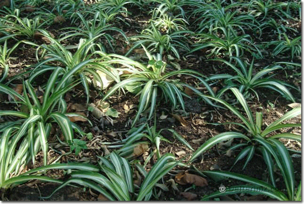 Chlorophytum comosum.