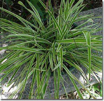 C. comosum variegatum.