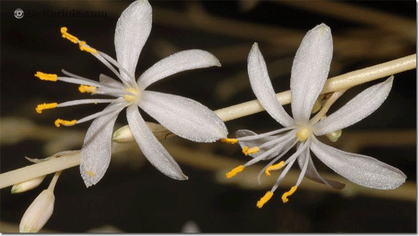 Chlorophytum comosum çiçekleri.