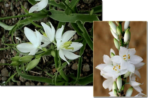 Chlorophytum tuberosum çiçekleri.