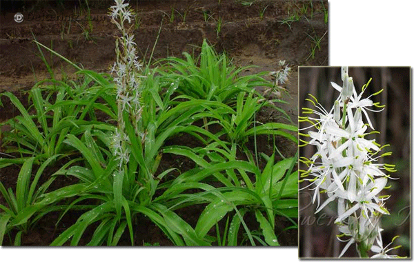 Chlorophytum borivilianum ve çiçekleri.