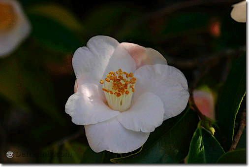 Camellia cuspidata.
